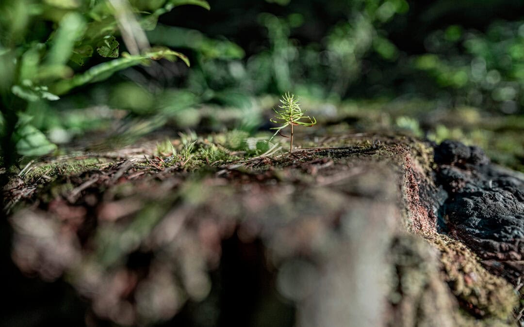 Trittsteinbiotope – Wege zu neuen Lebensräumen